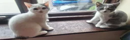 British Shorthair cats for sale: GCCF BSH Kittens Direct Grand Champion Lines  - Advert 3