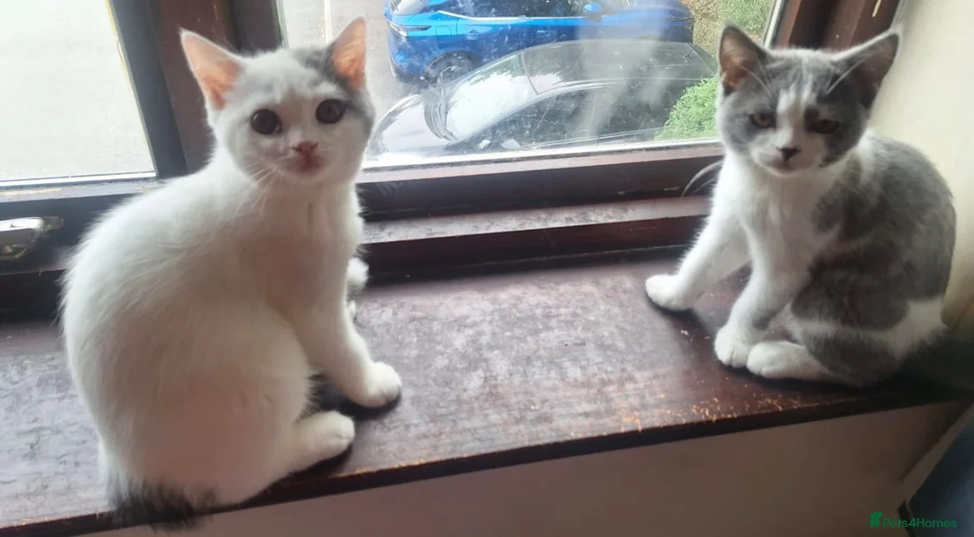 British Shorthair cats for sale: GCCF BSH Kittens Direct Grand Champion Lines  - Advert 2