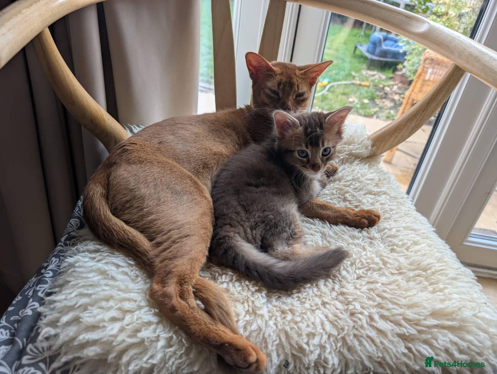 Abyssinian cats Abyssinian X for sale - Advert 2