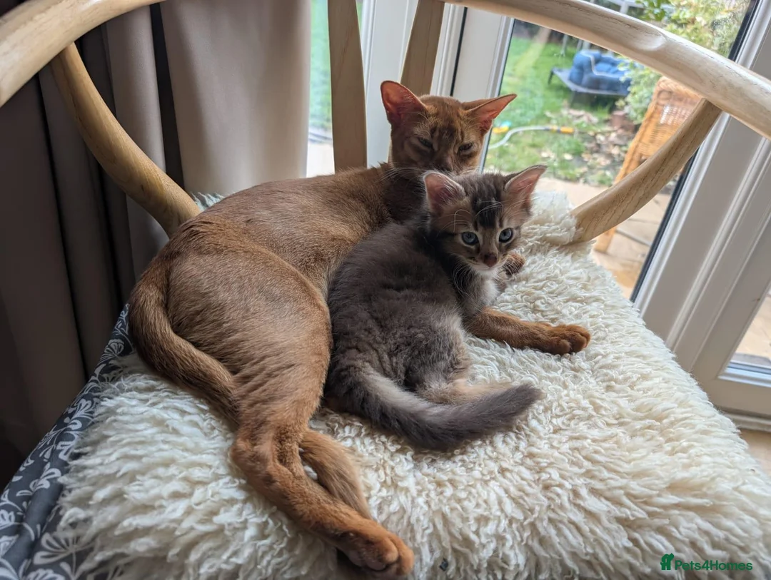 Abyssinian cats for sale: Abyssinian X for sale in Abingdon - Advert 1