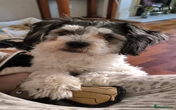 Shichon dogs for stud: * STUD * My gorgeous proven Shichon Boy Ted xx - Image 1