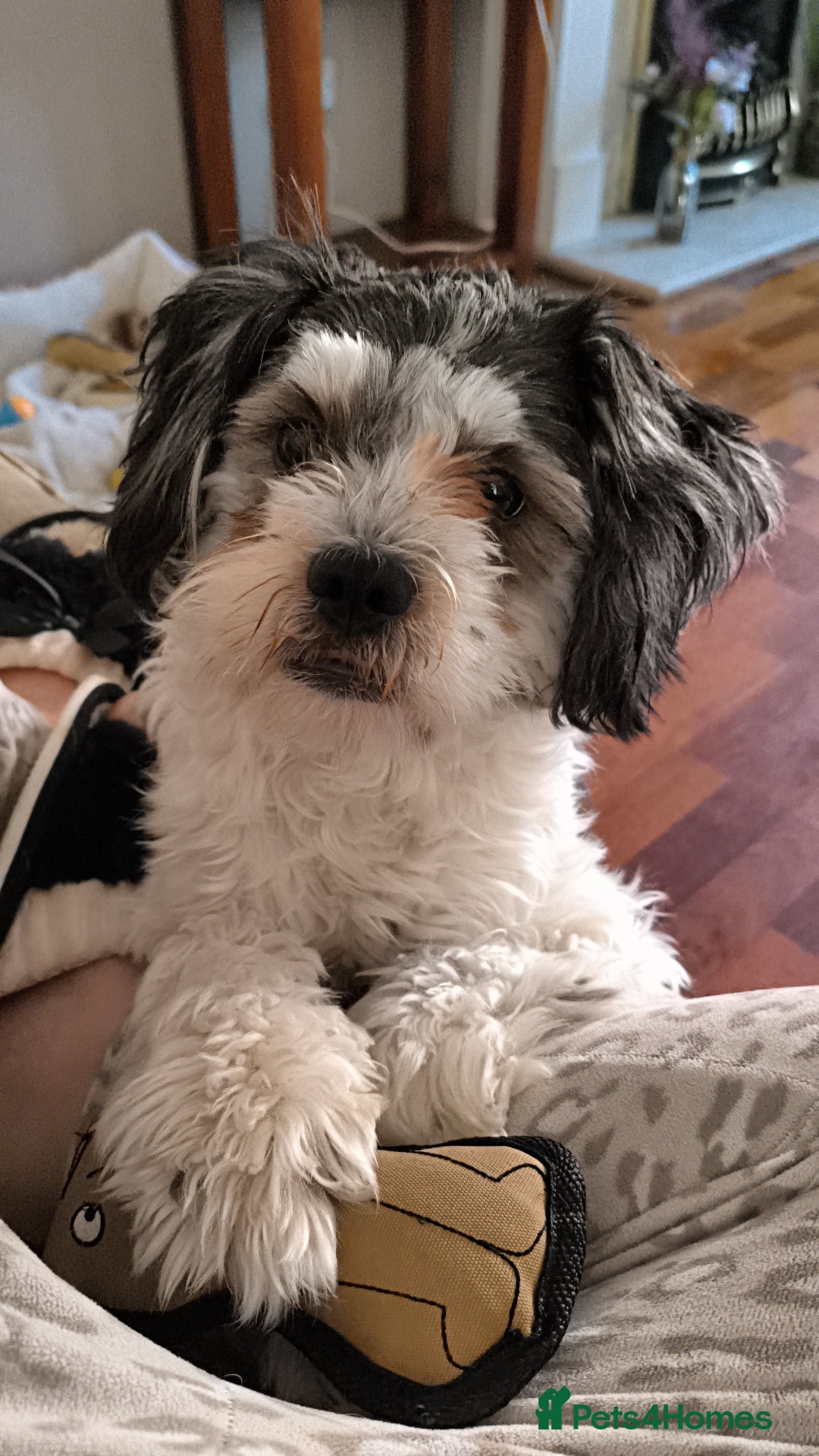 Shichon dogs for stud: * STUD * My gorgeous proven Shichon Boy Ted xx - Image 1