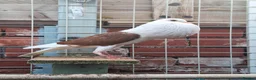 Pigeons birds for sale: Pair of Pouter Pigeons for sale - Advert 10