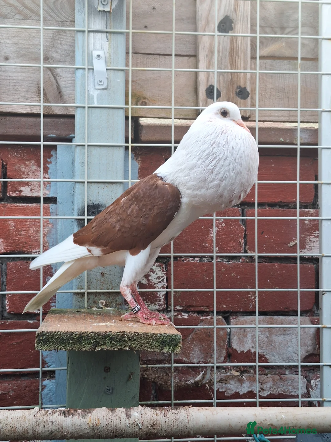 Pigeons birds for sale: Pair of Pouter Pigeons for sale - Advert 1