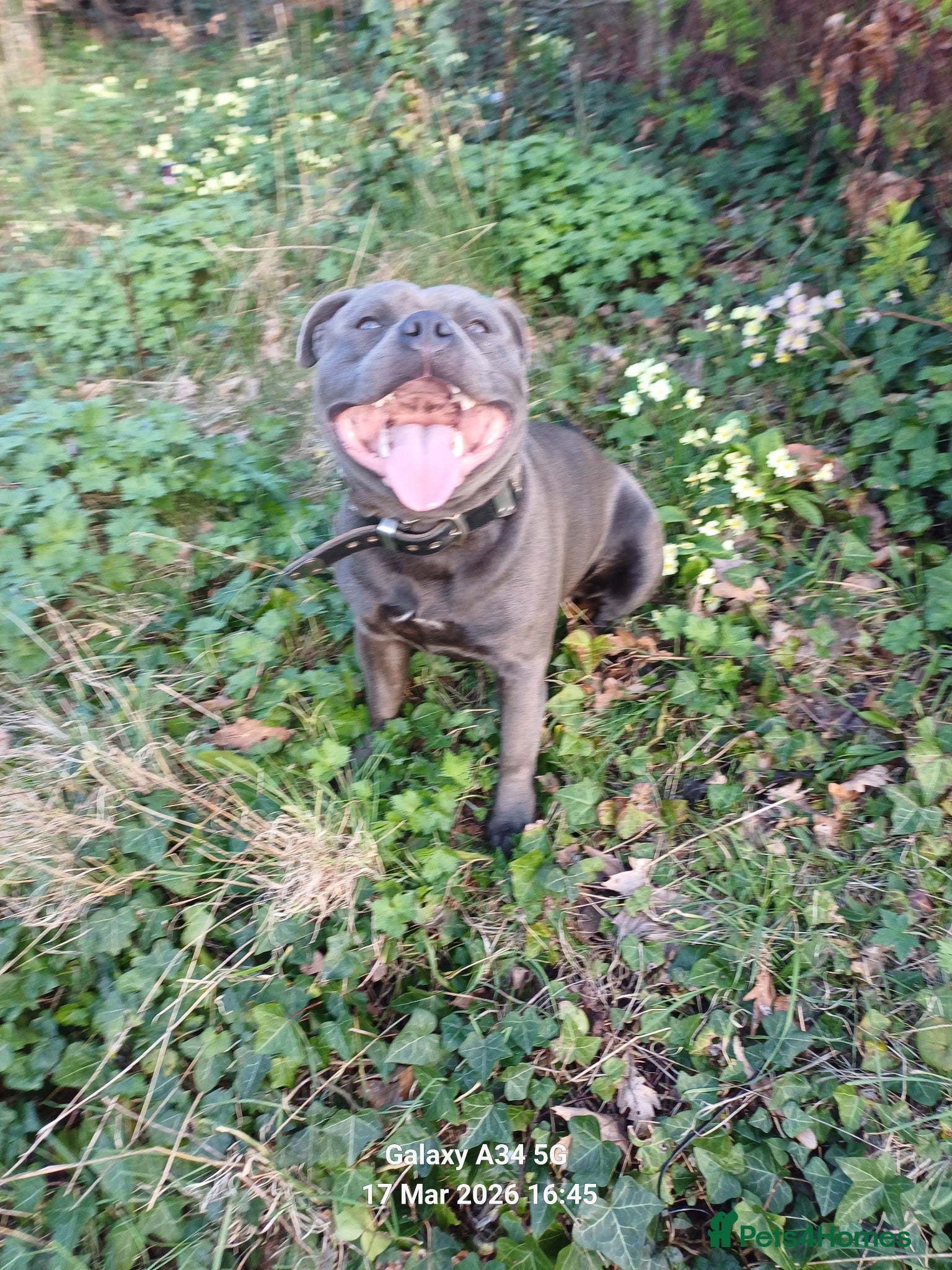 Staffordshire Bull Terrier dogs Zeus for stud, stunning fully kc blue staffy boy  - Advert 4