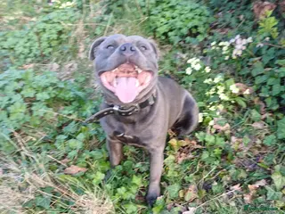 Staffordshire Bull Terrier dogs Zeus for stud, stunning fully kc blue staffy boy - Advert 4