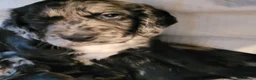 Cocker Spaniel dogs for sale: Gorgeous Cocker Spaniel Puppies 🐾  - Advert 12