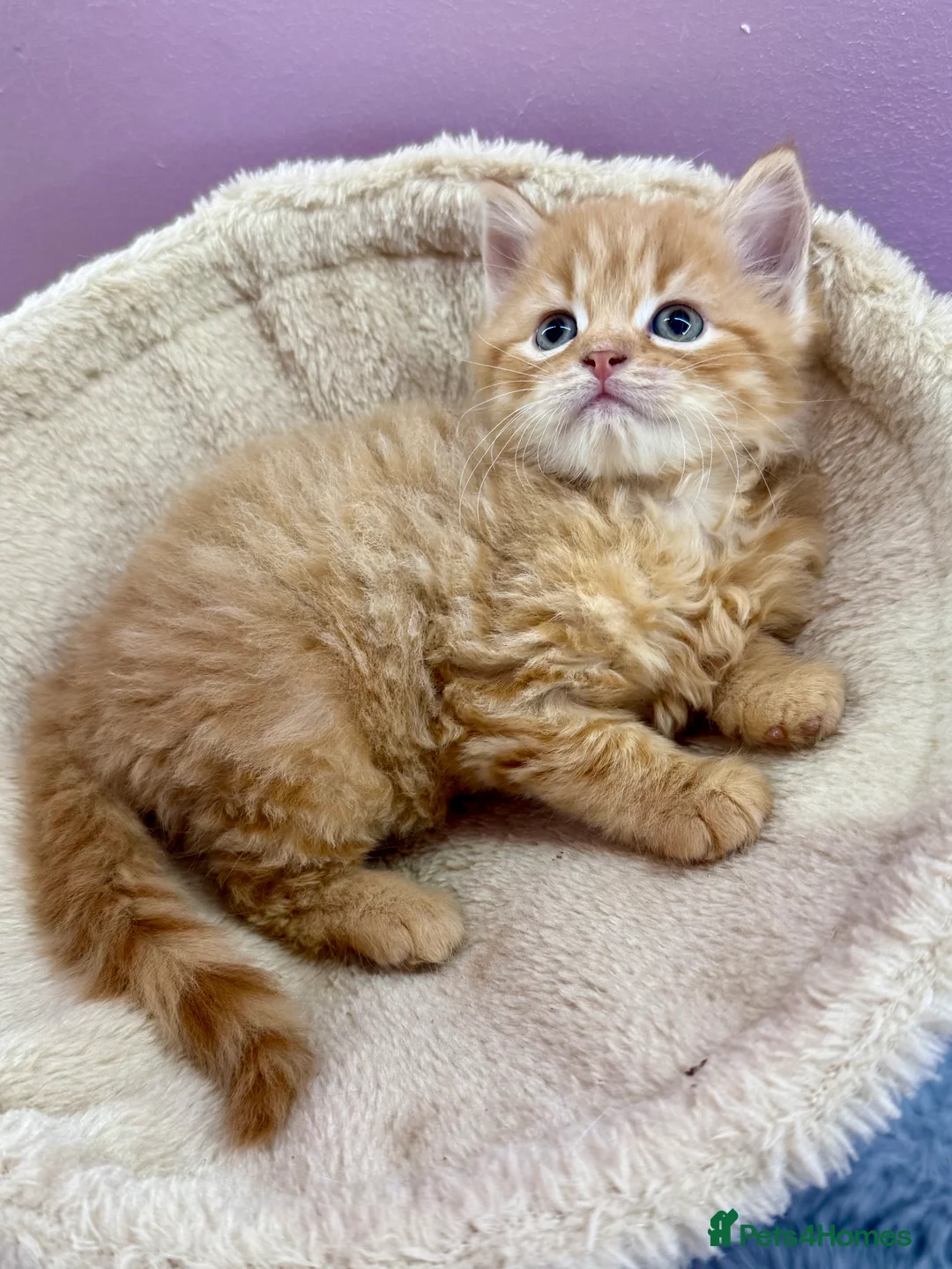 Mixed Breed cats for sale: 2 lovely ginger kittens  - Advert 11