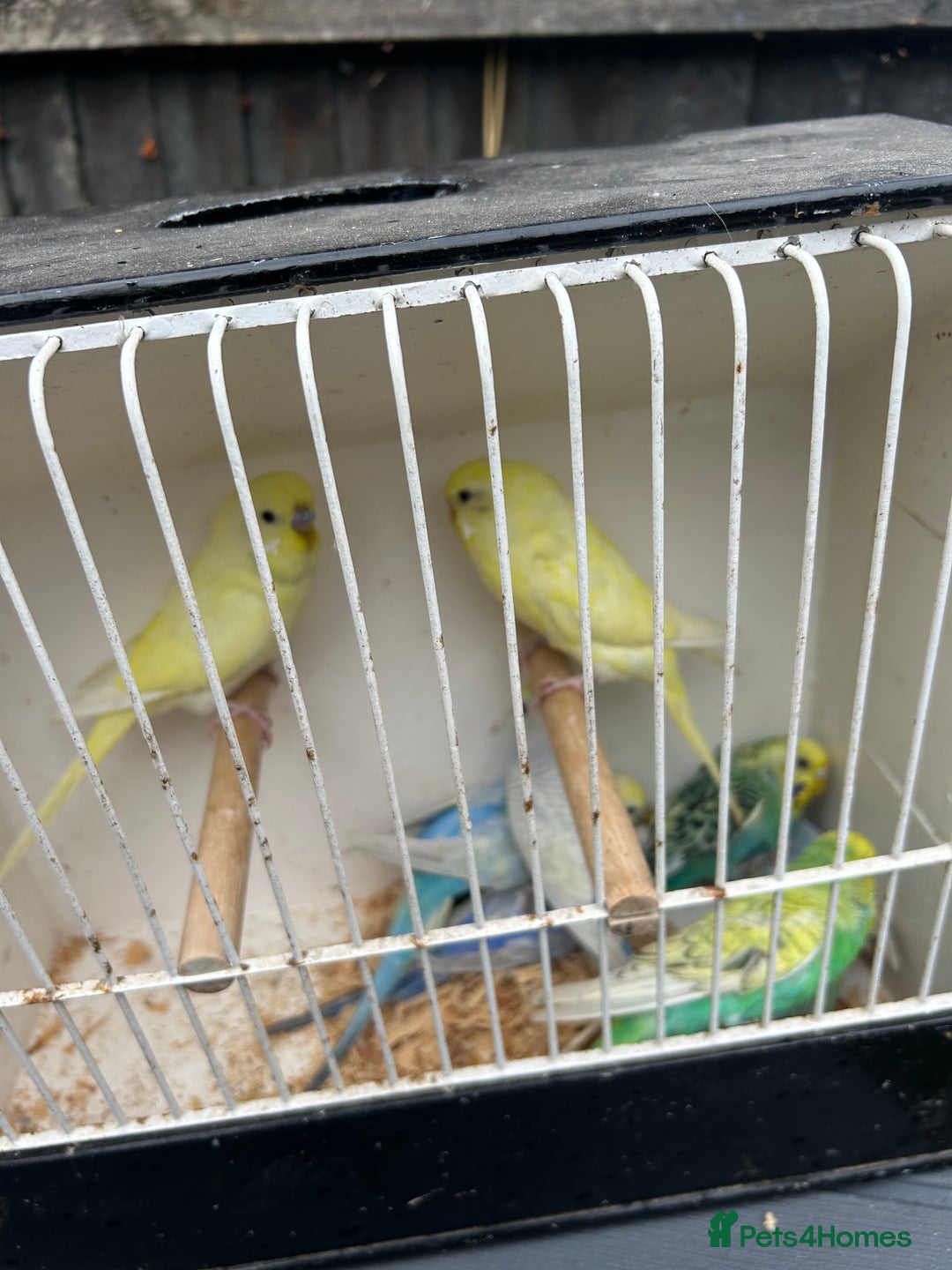 Budgerigars birds for sale: BEAUTIFUL BABY BUDGIES FIR SALE - Image 2