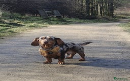 Miniature Dachshund dogs for sale: Martha & Arthur £600 for both  - Image 2