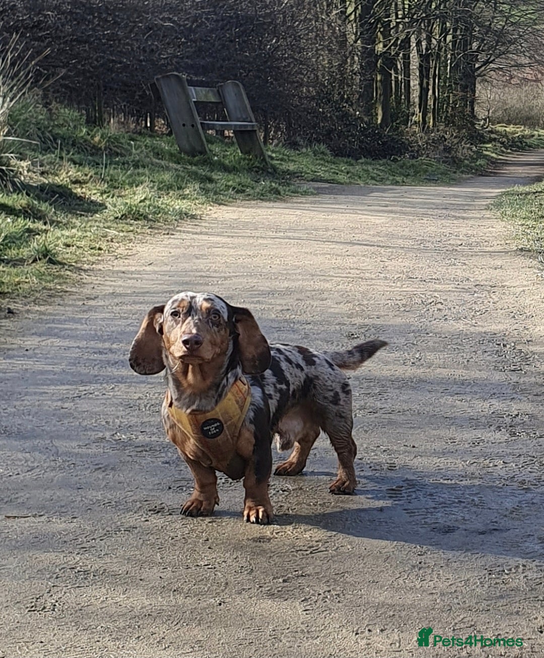 Miniature Dachshund dogs for sale: Martha & Arthur £600 for both  - Image 2