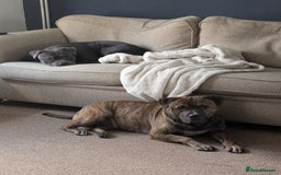 Staffordshire Bull Terrier dogs for sale: Looking to rehome a blue staffy - Image 2