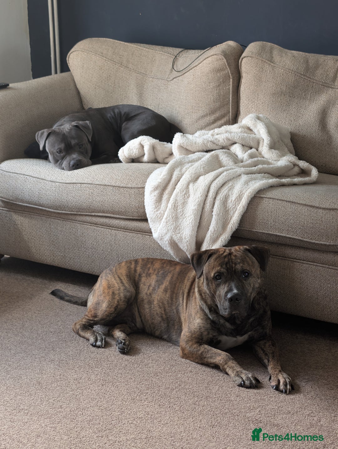 Staffordshire Bull Terrier dogs for sale: Looking to rehome a blue staffy - Image 2