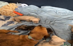 Miniature Dachshund dogs for sale: 5 Delicious Miniature Dachshund  - Image 9