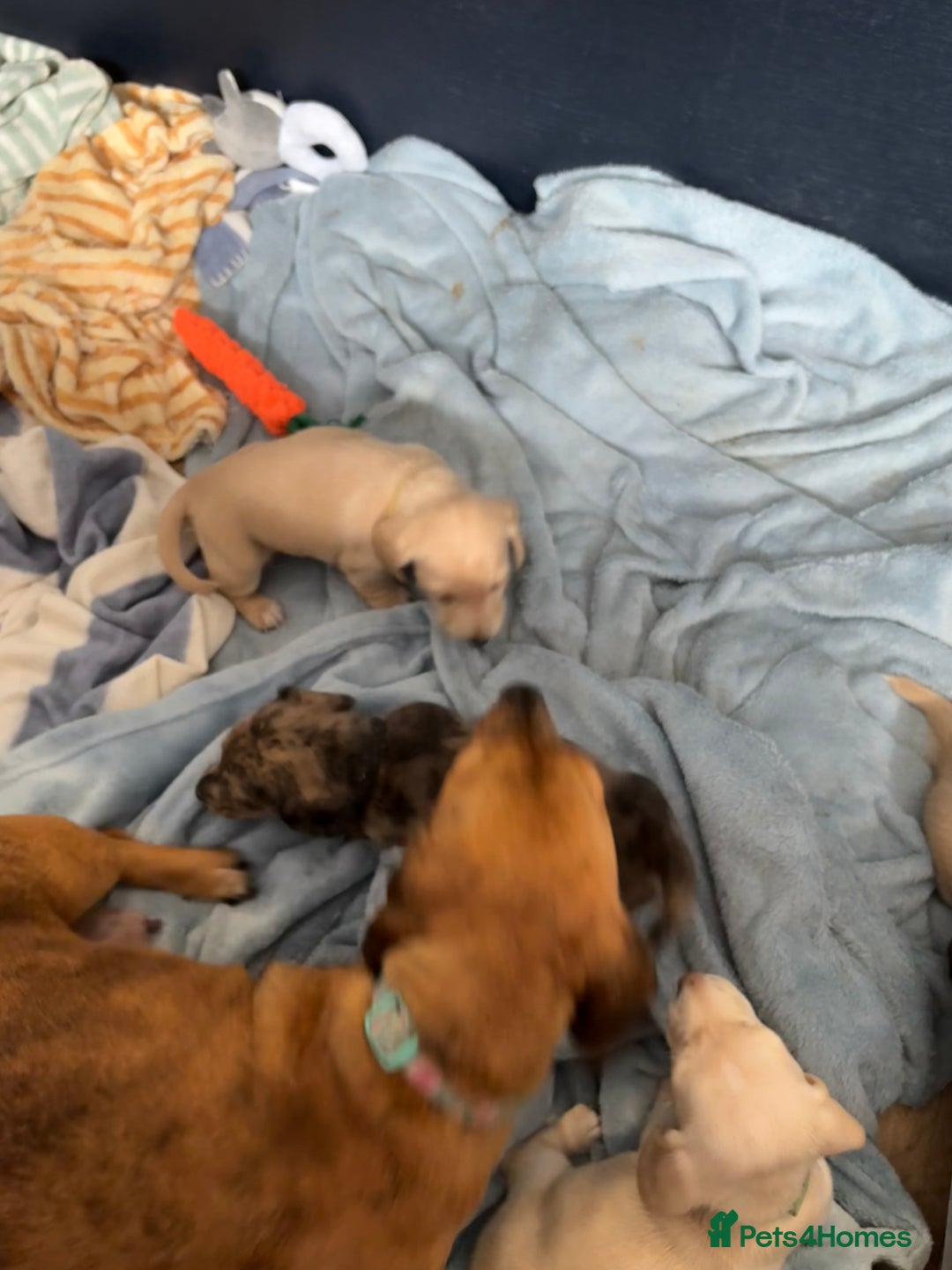 Miniature Dachshund dogs for sale: 5 Delicious Miniature Dachshund  - Image 9