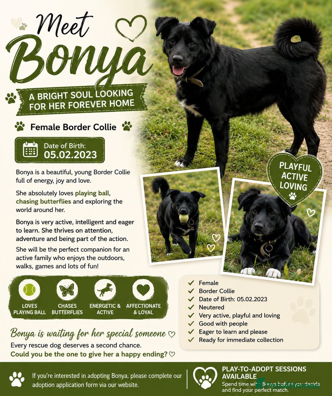 Mixed Breed dogs Bonya – Female Border Collie type - Advert 2