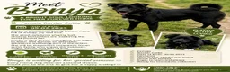 Mixed Breed dogs for adoption: Bonya – Female Border Collie type - Advert 2