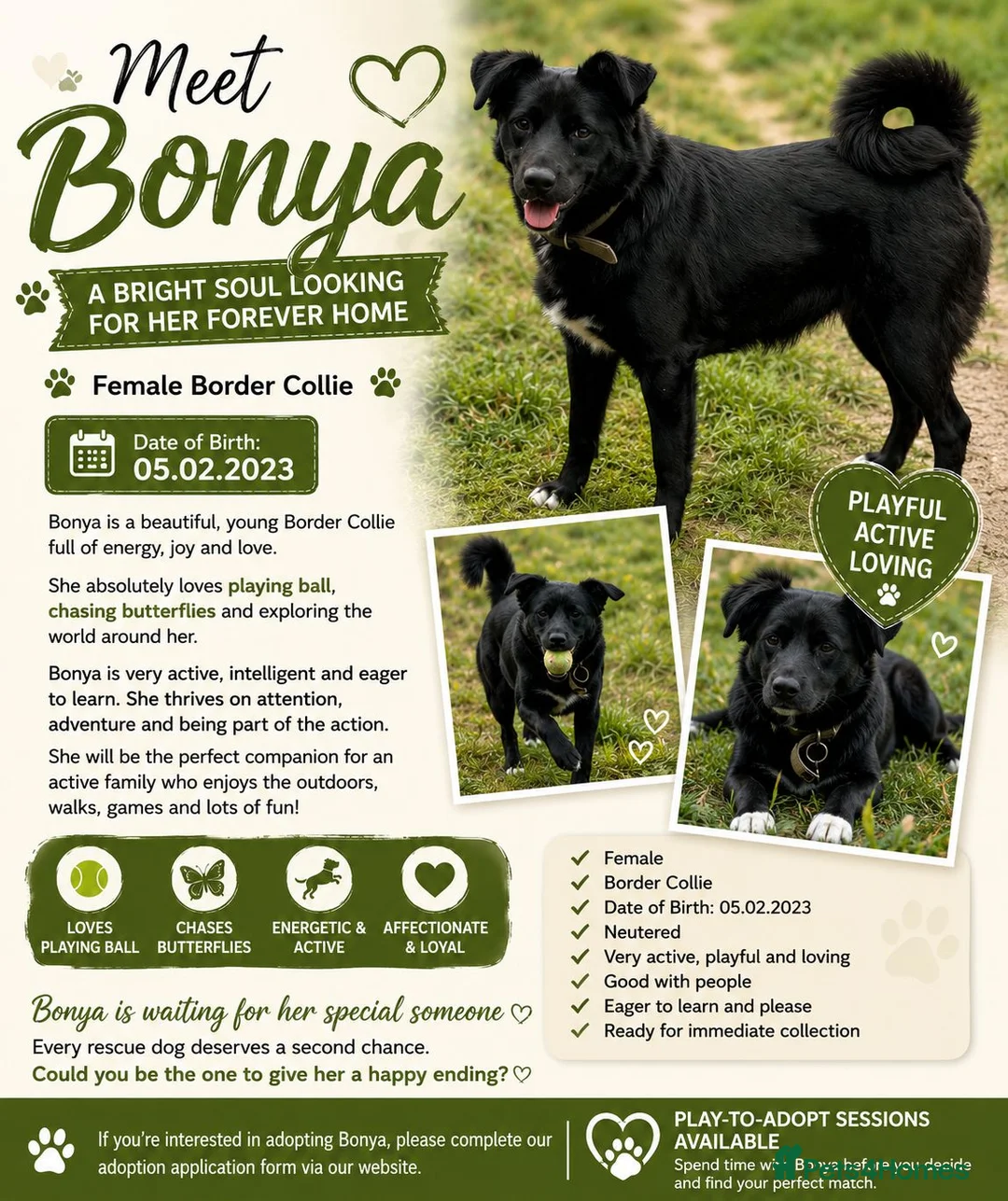 Mixed Breed dogs for adoption: Bonya – Female Border Collie type - Advert 2