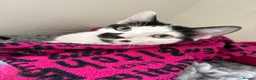 Mixed Breed cats for sale: Rehoming Diva 🖤 in Smethwick - Advert 2