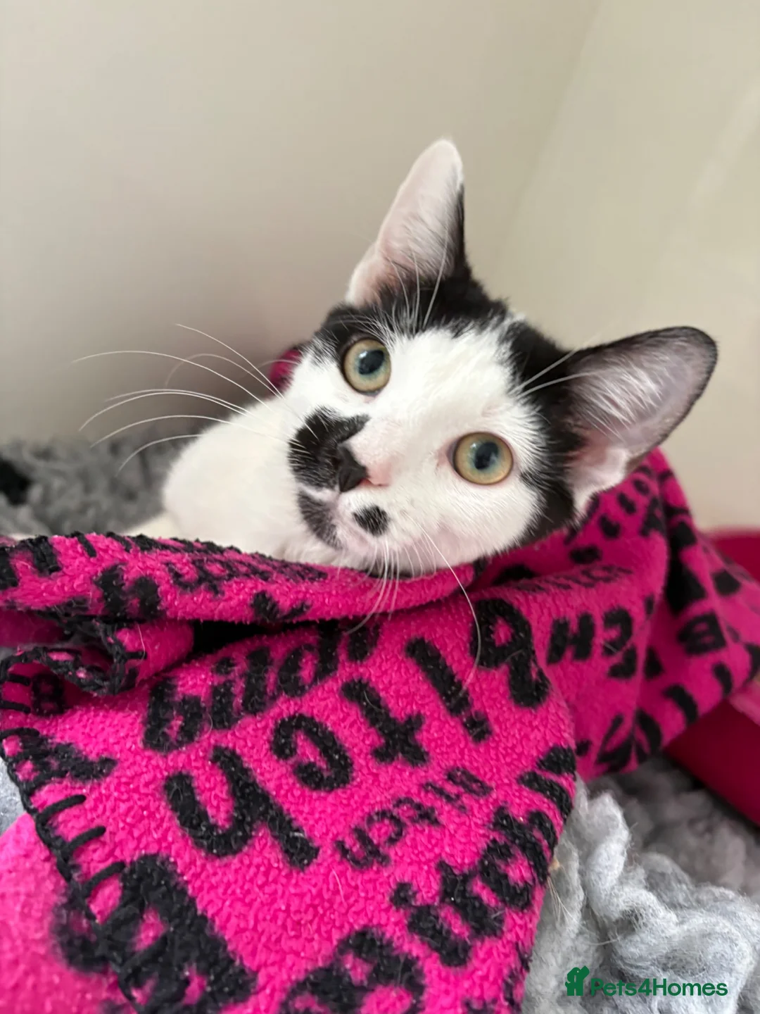 Mixed Breed cats for sale: Rehoming Diva 🖤 in Smethwick - Advert 2