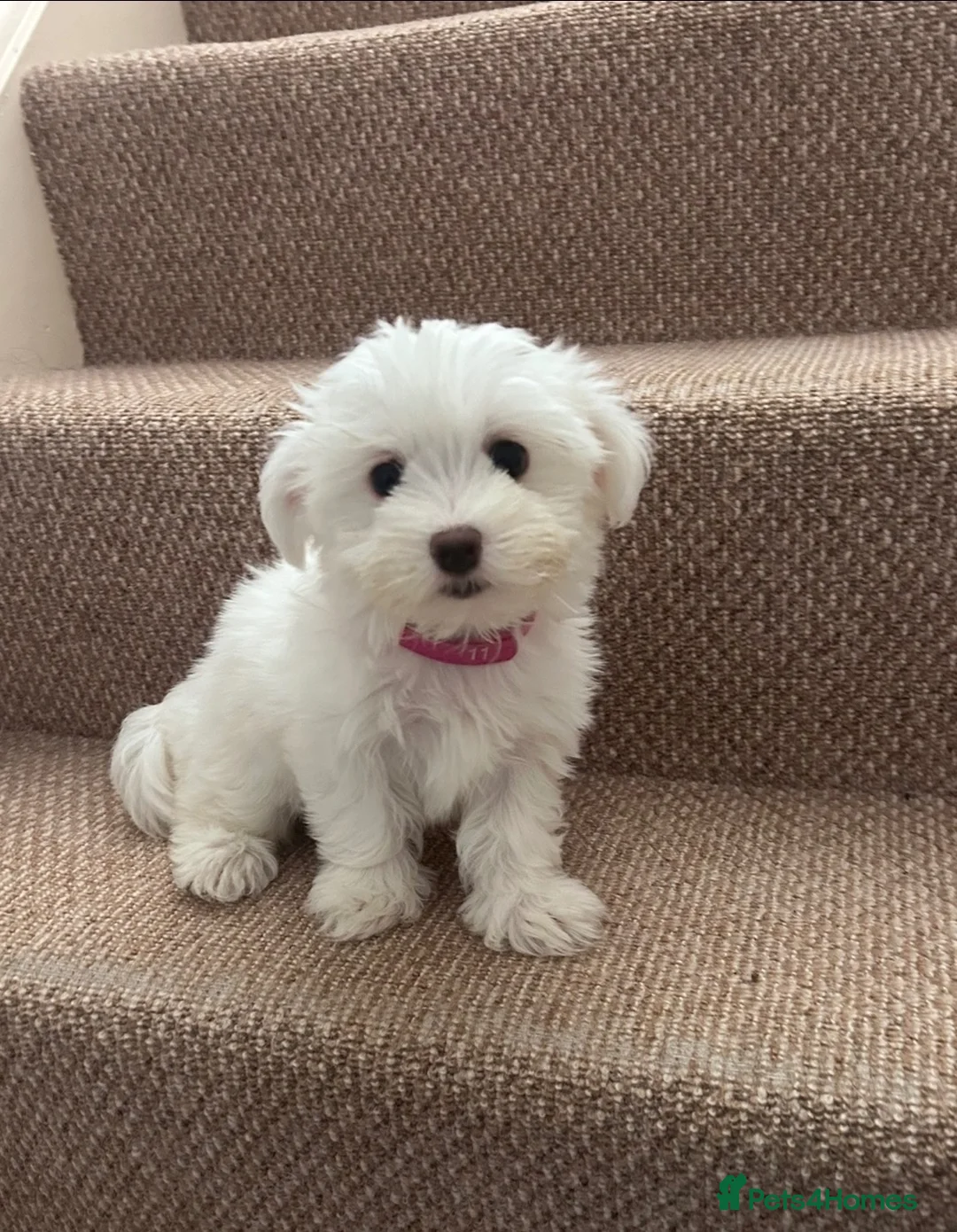 Maltese dogs for sale: Stunning Maltese puppies - Advert 7
