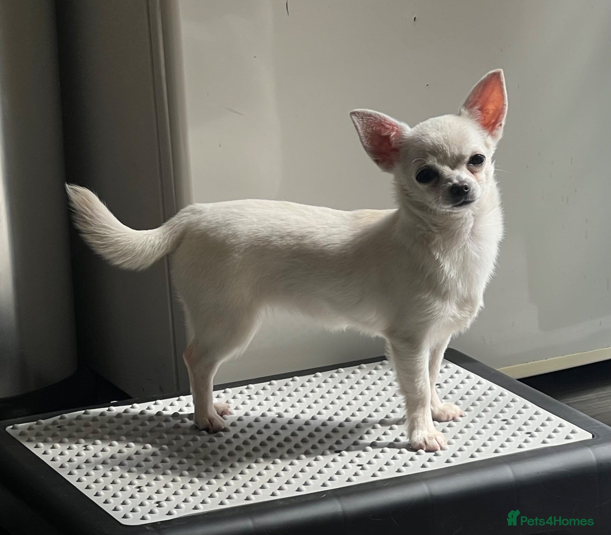 Chihuahua dogs CHIHUAHUA GIRL FOR SALE KENNEL CLUB REGISTERED - Advert 1