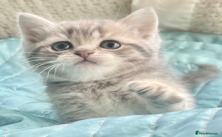 British Shorthair cats - Advert 16