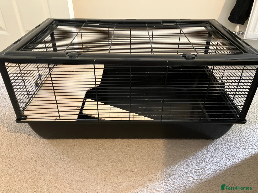 Hamster rodents for sale: Hamster cage in Leeds - Advert 2