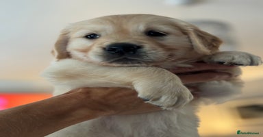 Golden Retriever dogs - Advert 7