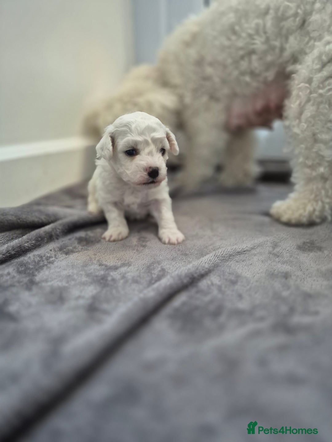 Bichon Frise dogs for sale: Pure White Bishon Frise - Advert 12