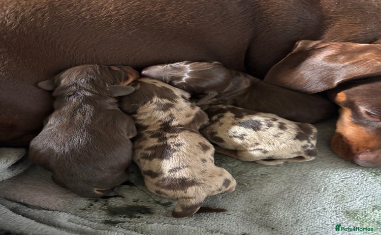 Miniature Dachshund dogs - Advert 3