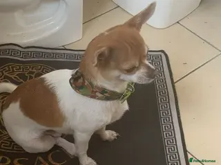 Chihuahua dogs Masha - Advert 6