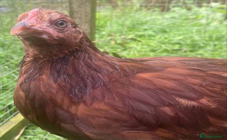Chickens poultry - Advert 1