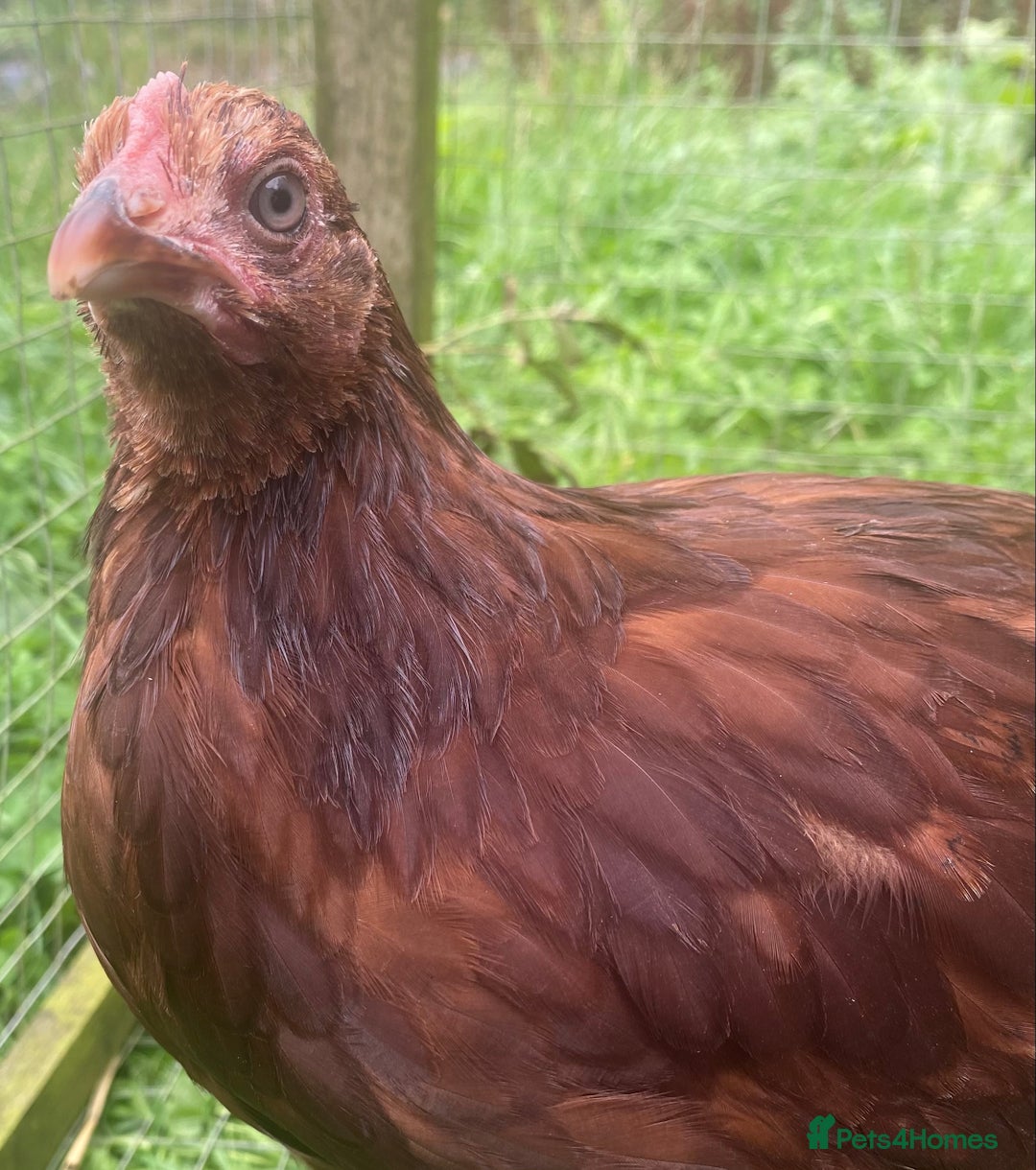 Chickens poultry for sale: Rhode Island Red - Image 1