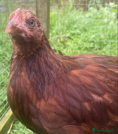 Chickens poultry - Advert 1