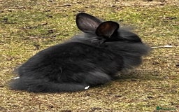 Lionhead rabbits for sale: Gorgeous Lionhead Rabbits Looking for Loving Homes - Image 5