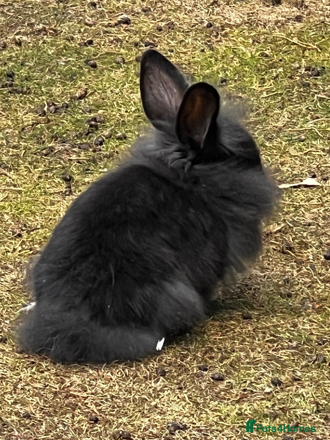 Lionhead rabbits for sale: Gorgeous Lionhead Rabbits Looking for Loving Homes - Image 5