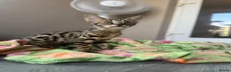 Savannah cats for sale: 🐆Worlds Best Pedigree F2 & F3 Savannah Kittens 🐆 - Advert 10