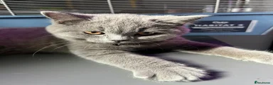 British Shorthair 1