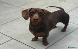 Miniature Dachshund dogs for stud: ⭐️⭐️⭐️KC MINIATURE DACHSHUND FOR STUD⭐️⭐️  in Southampton - Image 10