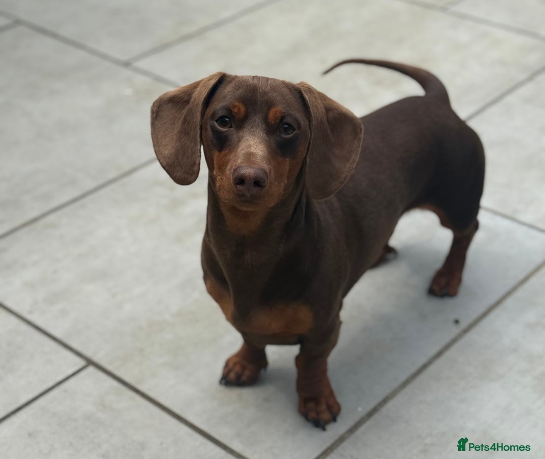 Miniature Dachshund dogs for stud: ⭐️⭐️⭐️KC MINIATURE DACHSHUND FOR STUD⭐️⭐️  in Southampton - Image 10