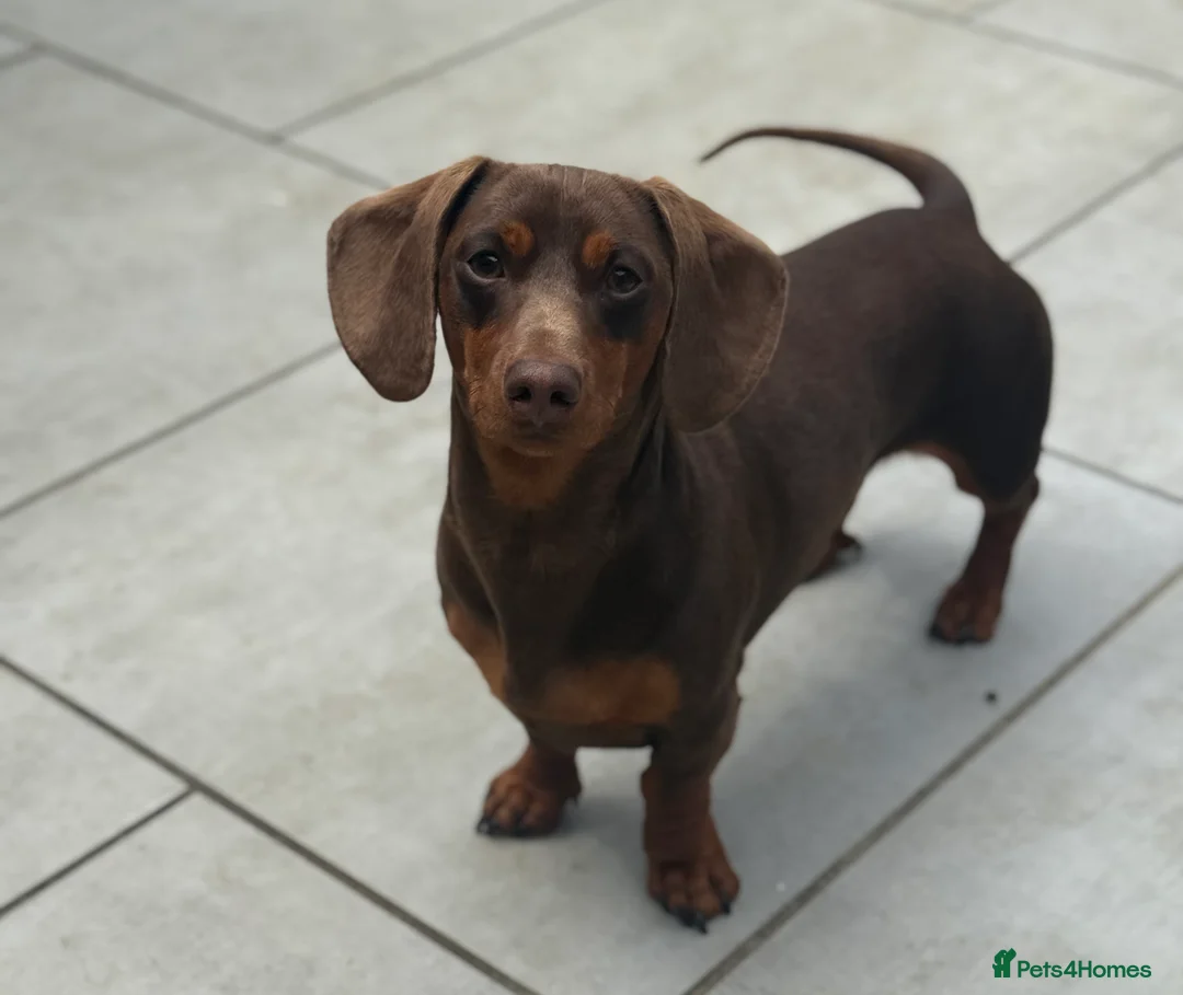 Miniature Dachshund dogs for stud: ⭐️⭐️⭐️KC MINIATURE DACHSHUND FOR STUD⭐️⭐️  in Southampton - Advert 10