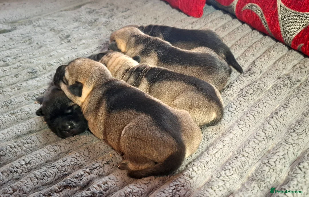 Mixed Breed dogs for sale: Rus-A-Pei ( Rare ) - Advert 1