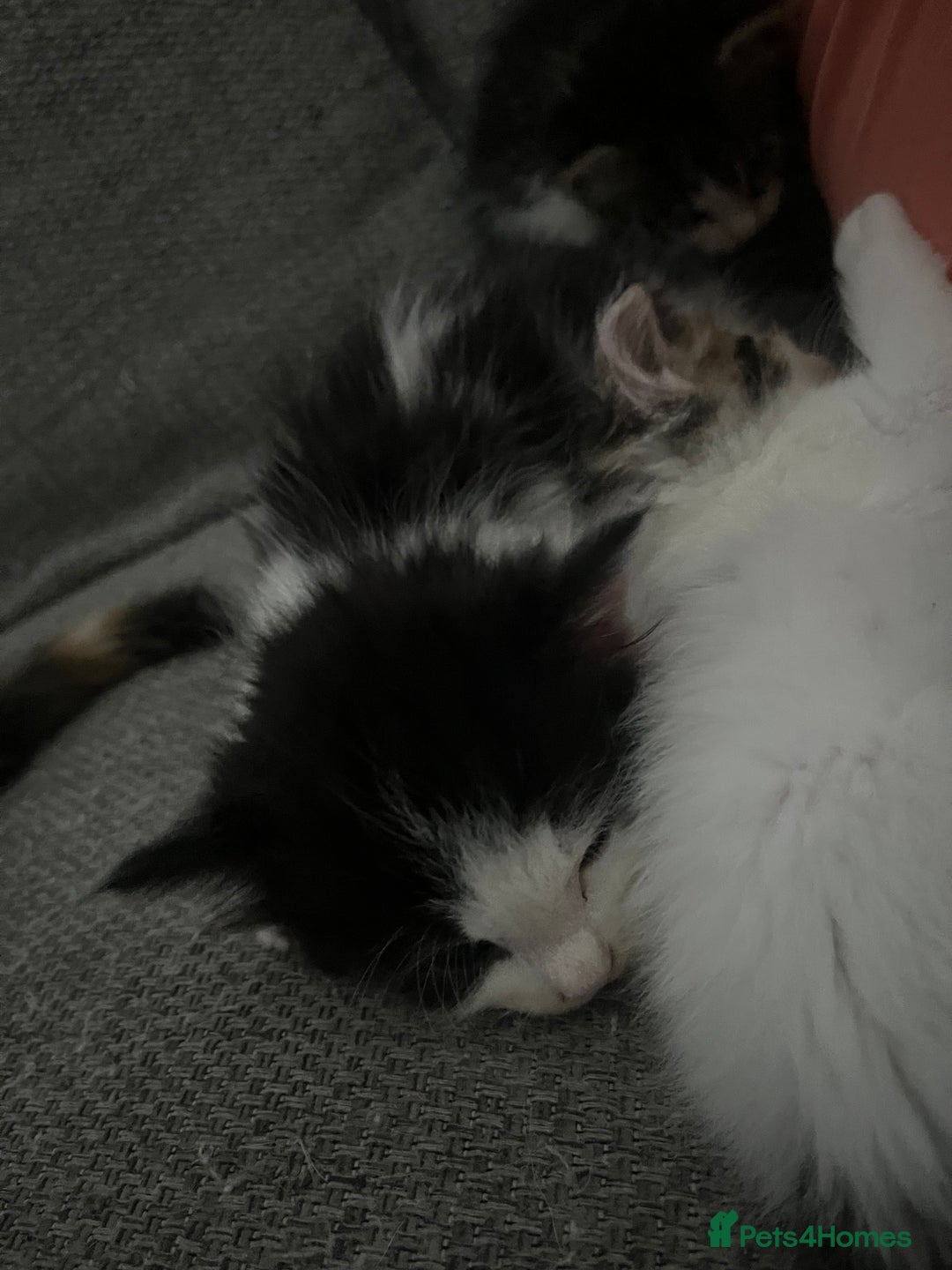 Maine Coon cats for sale: Mainecoon cross kittens - Image 15