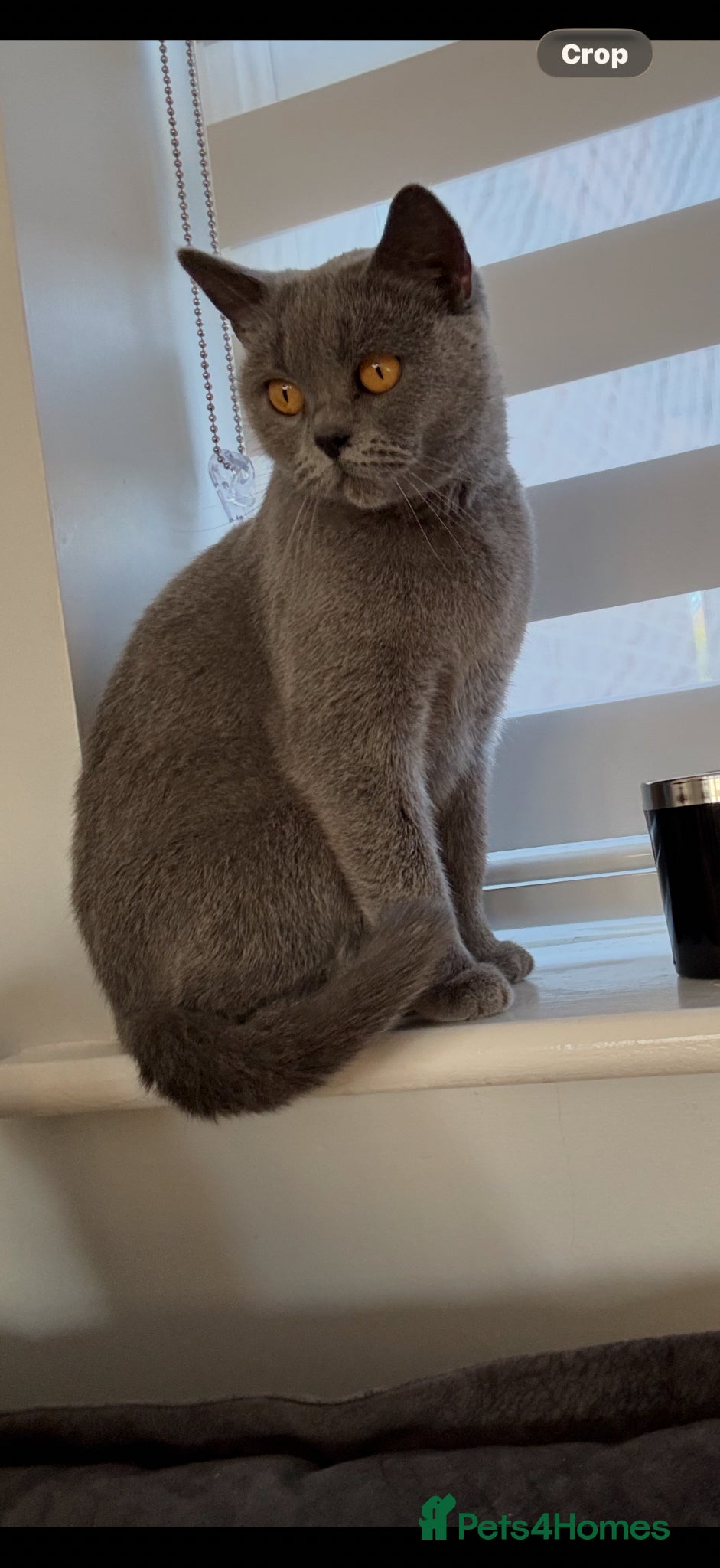British Shorthair cats for sale: GCCF Registered Blue British shorthair  - Advert 1