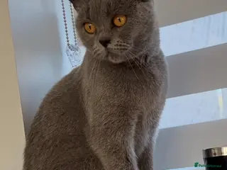 British Shorthair cats for sale: GCCF Registered Blue British shorthair - Advert 1