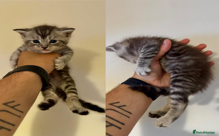 Mixed Breed cats - Advert 4