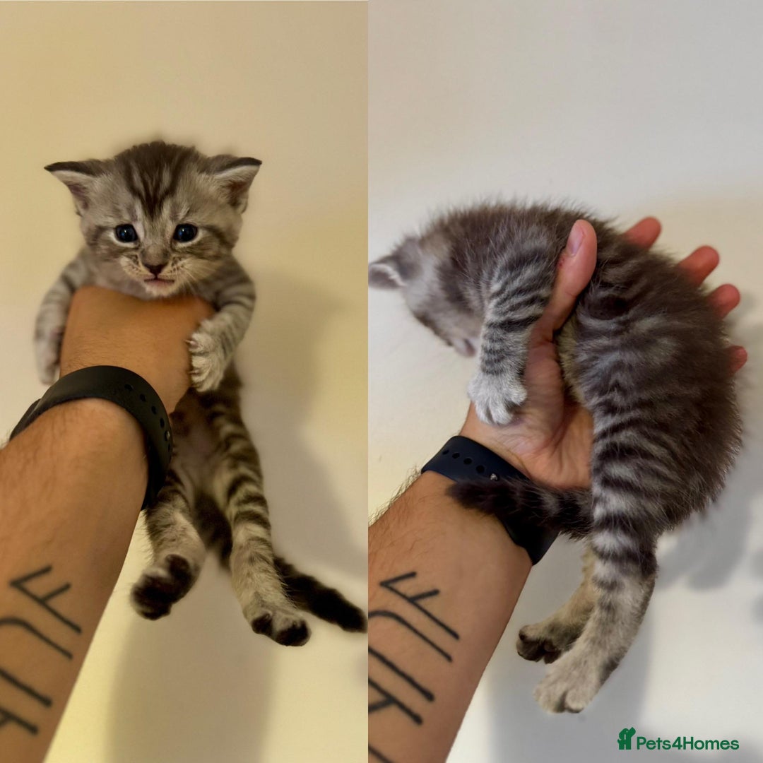 Mixed Breed cats for sale: 5 beautiful kitten looking for their forever homes - Image 1