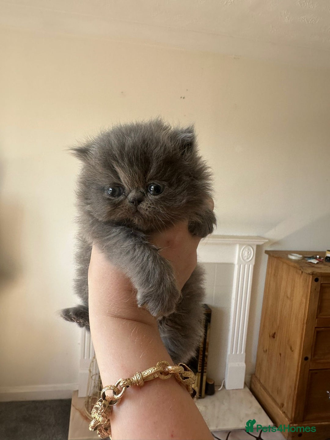 Persian cats for sale: GCCF SOLID BLUE PERSIAN PRINCESSES  - Image 16