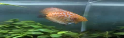 Discus fish for sale: 3 Discus Fish  - Advert 6